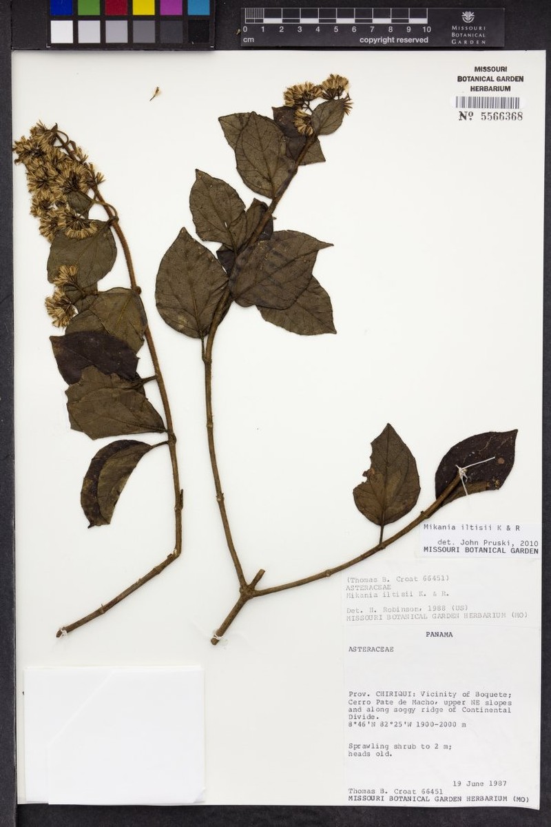 Mikania iltisii photo 2