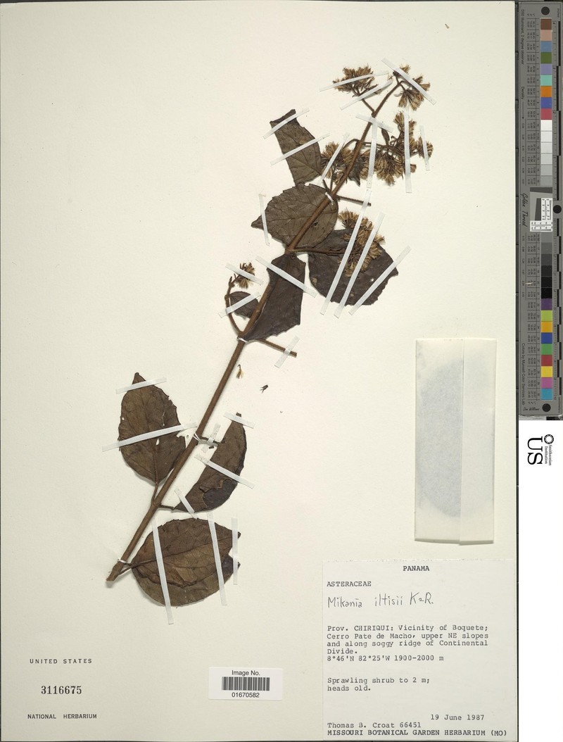 Mikania iltisii photo 3