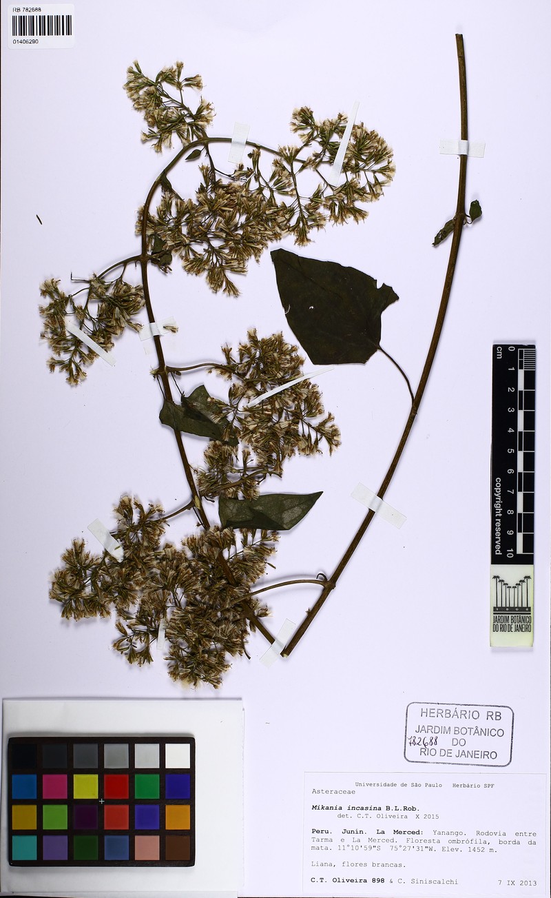 Mikania incasina