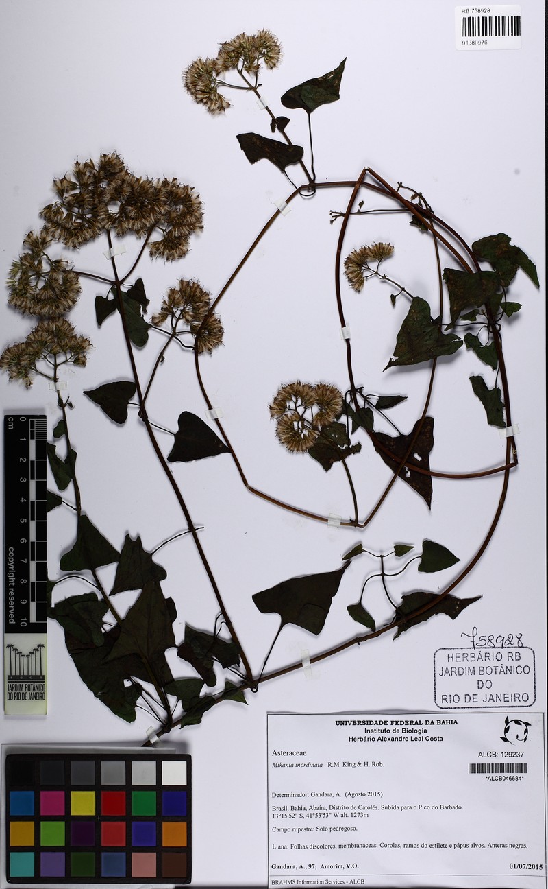 Mikania inordinata