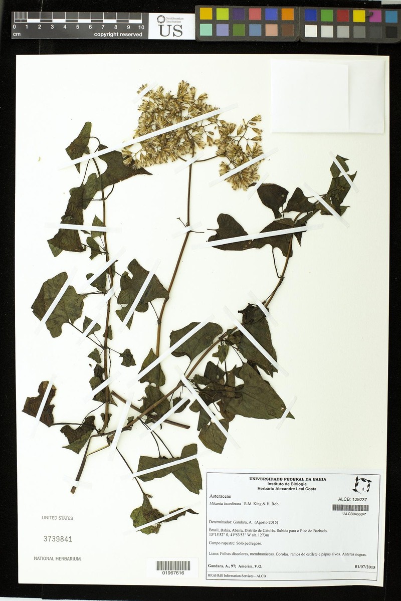 Mikania inordinata photo 2