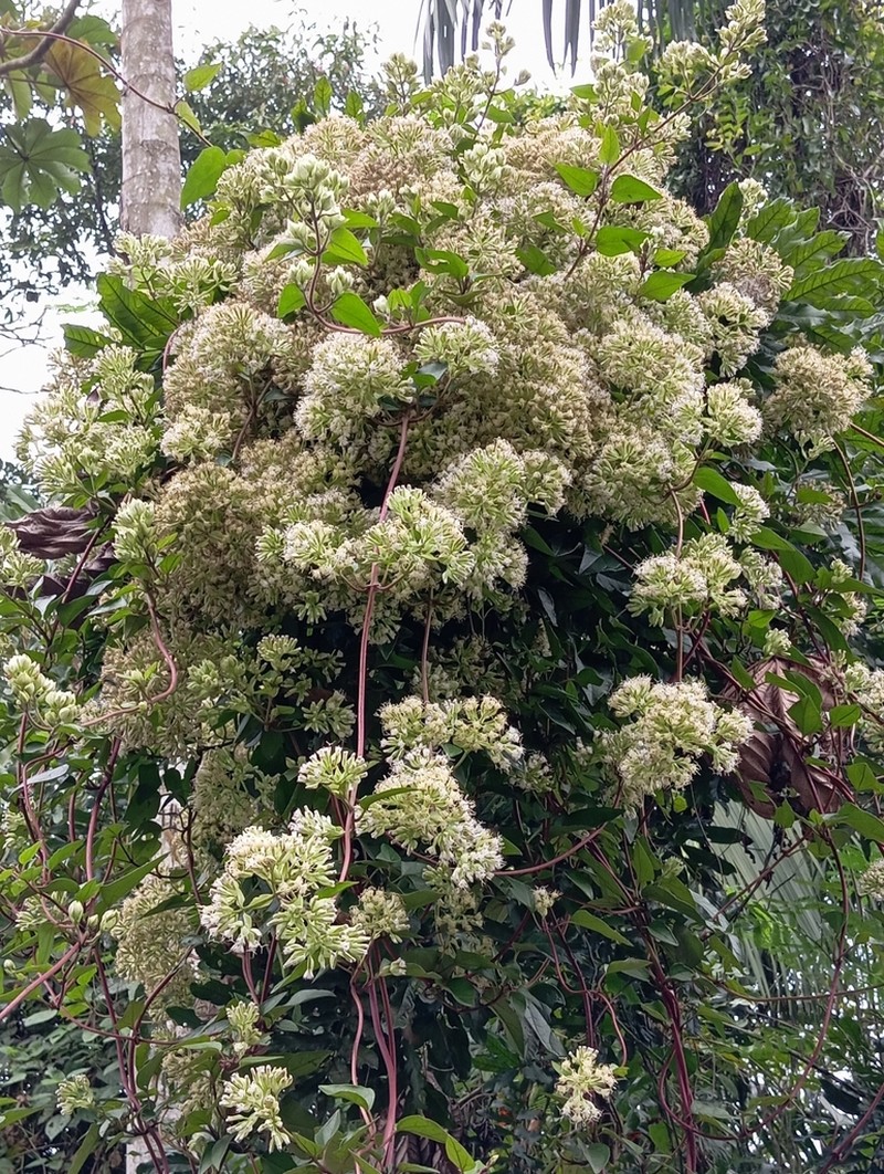 Mikania involucrata