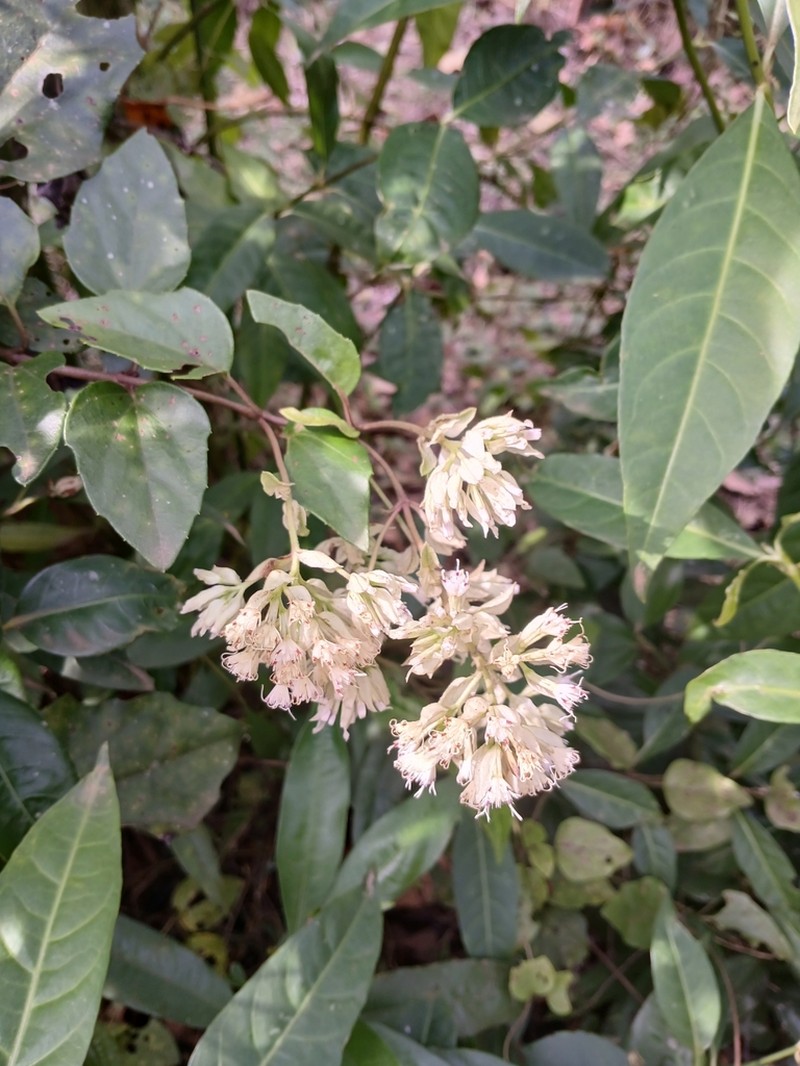 Mikania involucrata photo 2