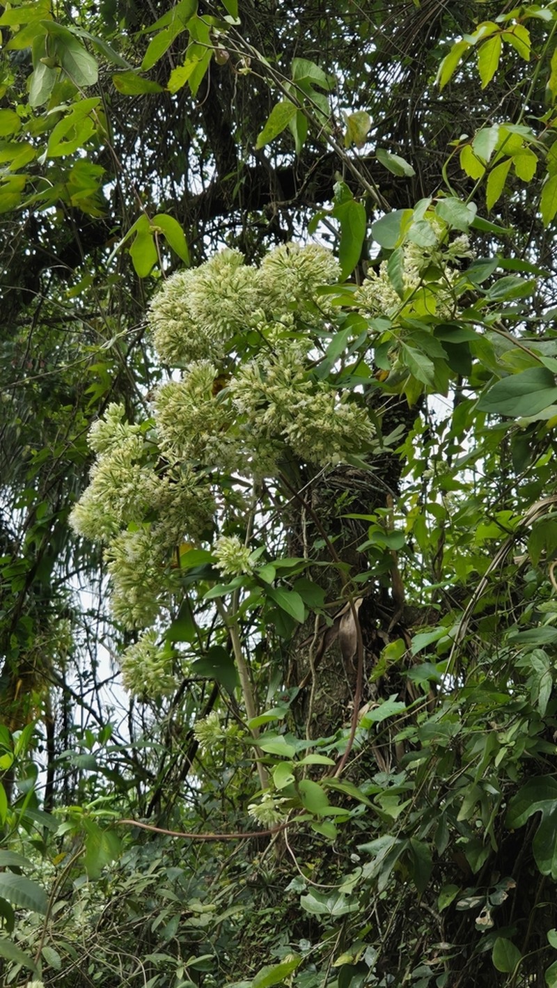 Mikania involucrata photo 3
