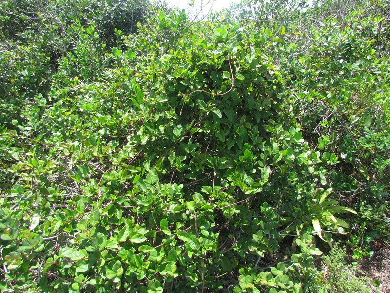 Mikania involucrata photo 4