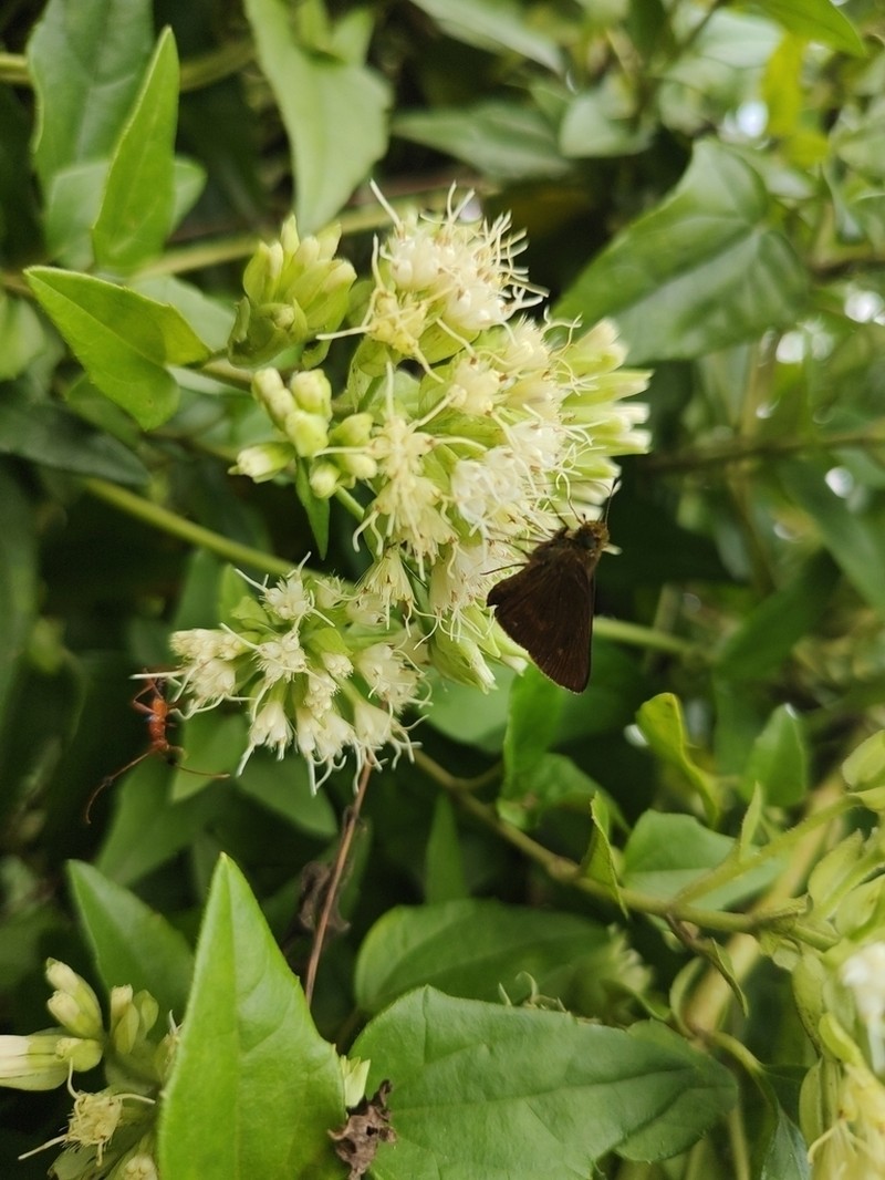 Mikania involucrata photo 5