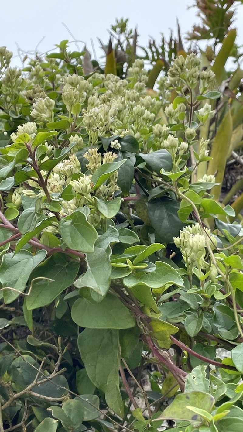 Mikania involucrata photo 6