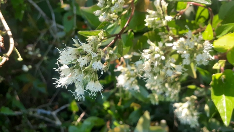Mikania involucrata photo 7