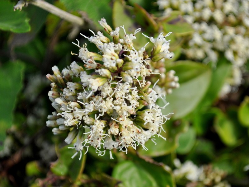 Mikania involucrata photo 8