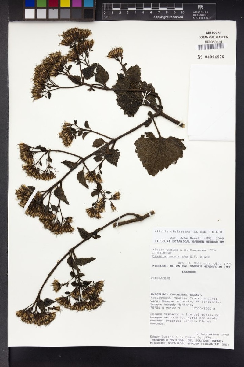 Mikania iodotricha