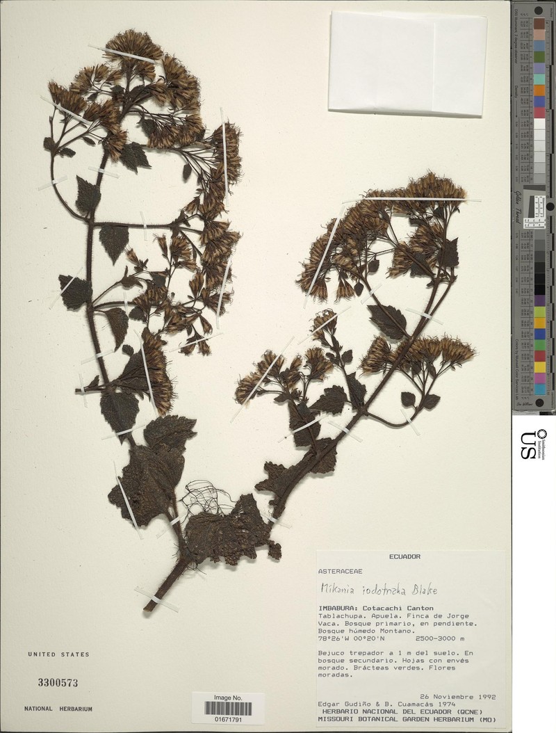 Mikania iodotricha photo 2