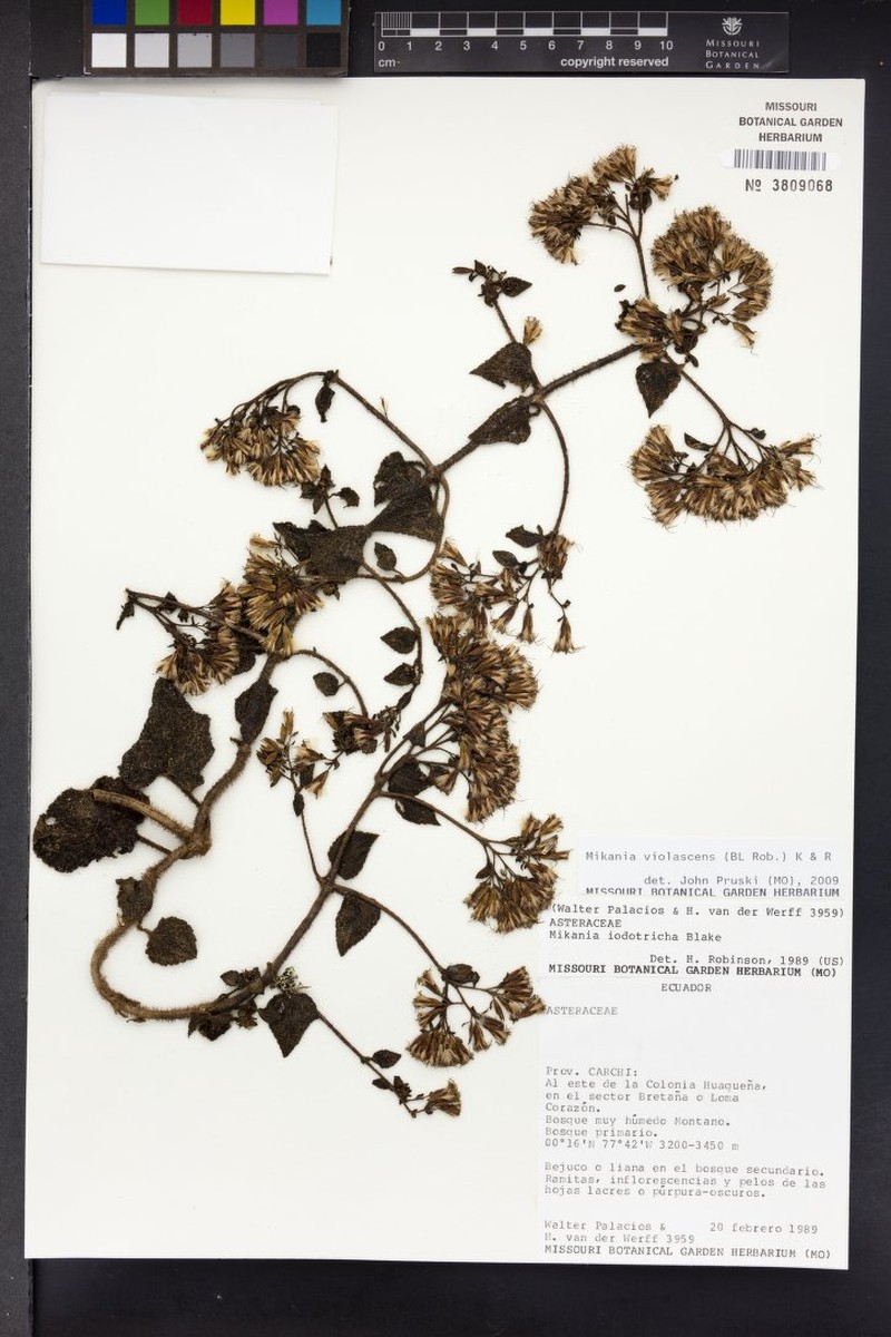 Mikania iodotricha photo 3