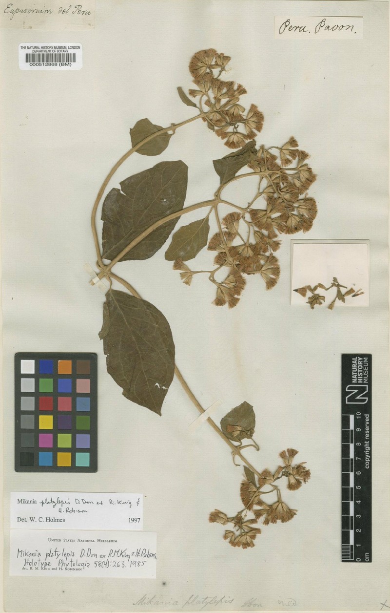 Mikania iserniana