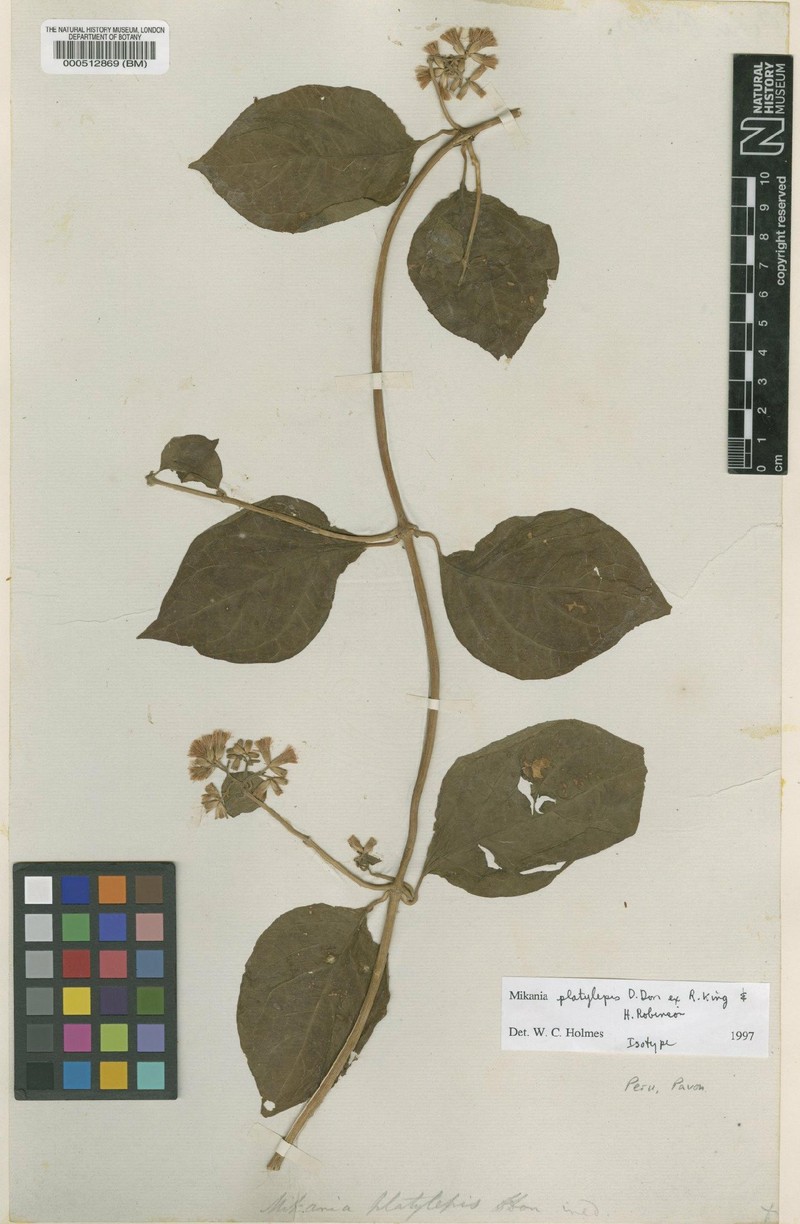 Mikania iserniana photo 2