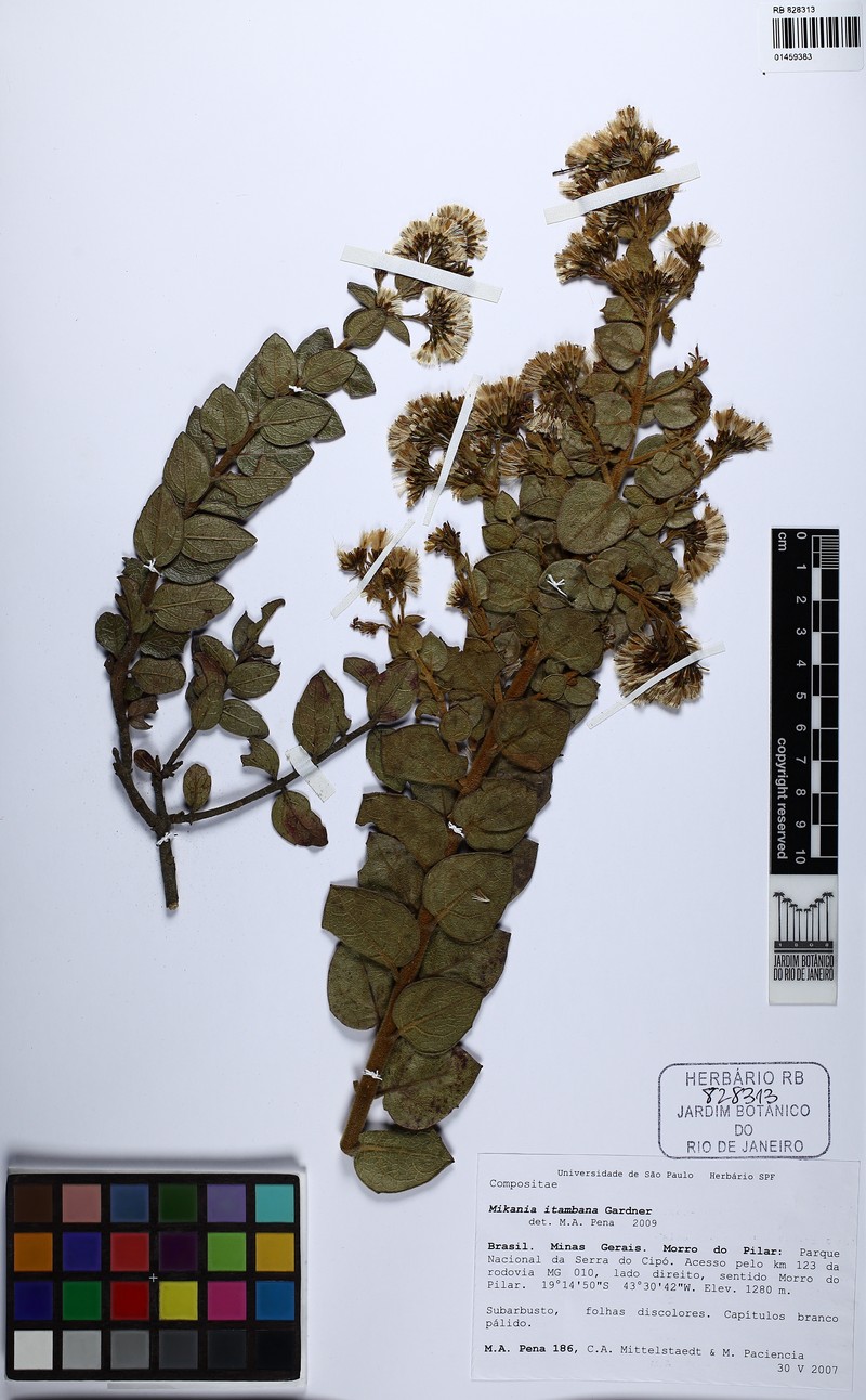 Mikania itambana