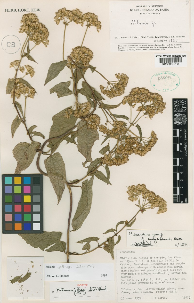 Mikania jeffreyi photo 2