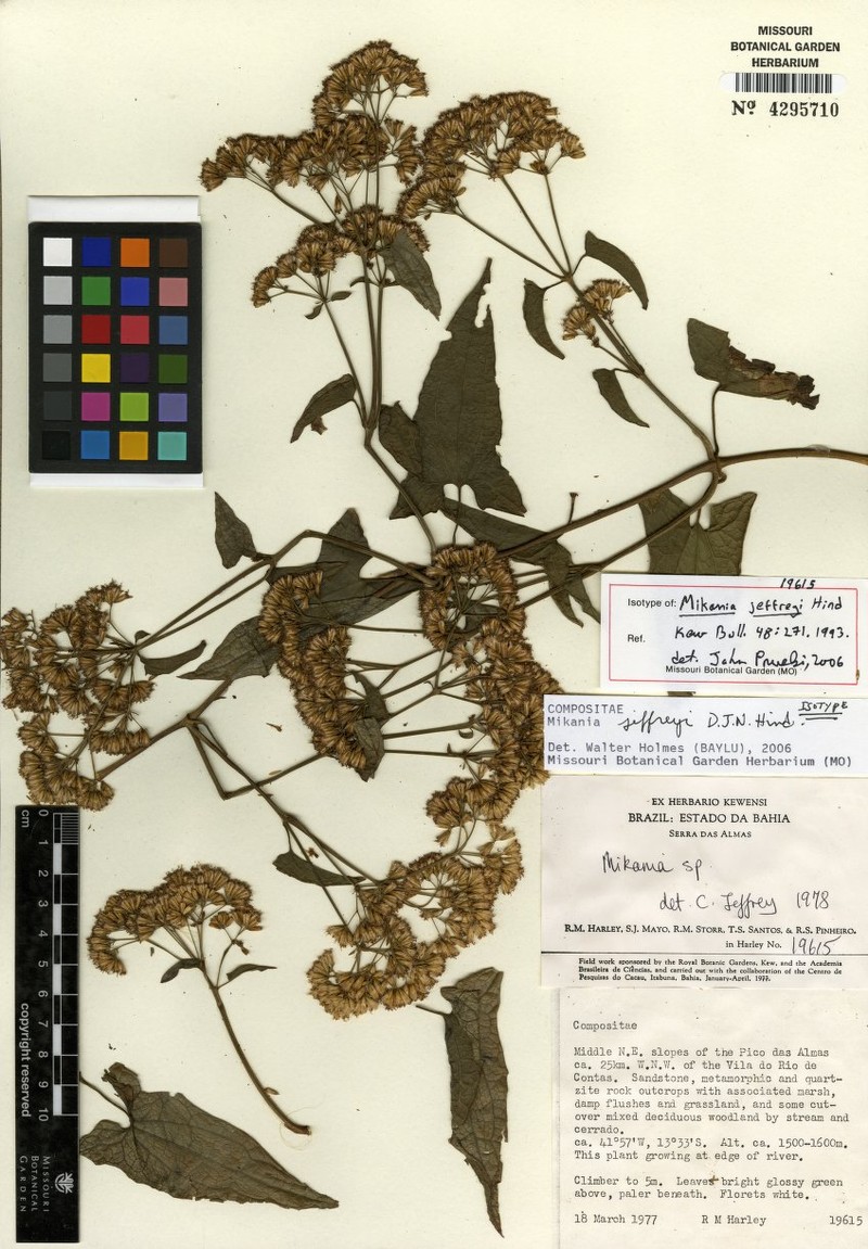 Mikania jeffreyi photo 3