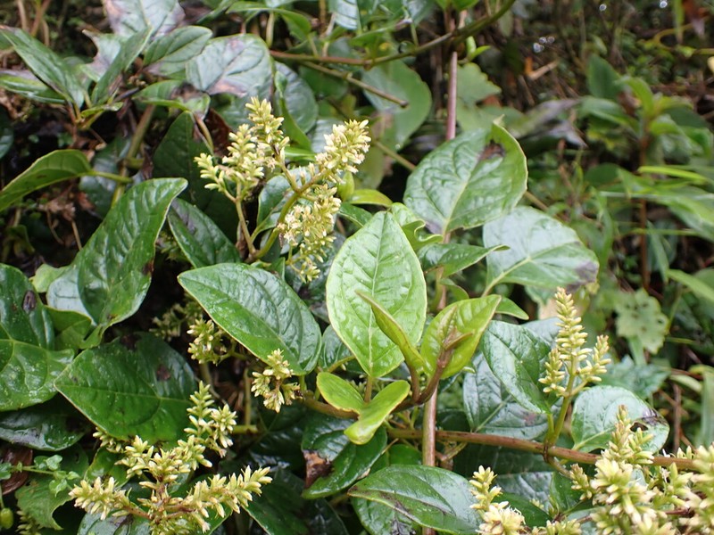 Mikania jelskii
