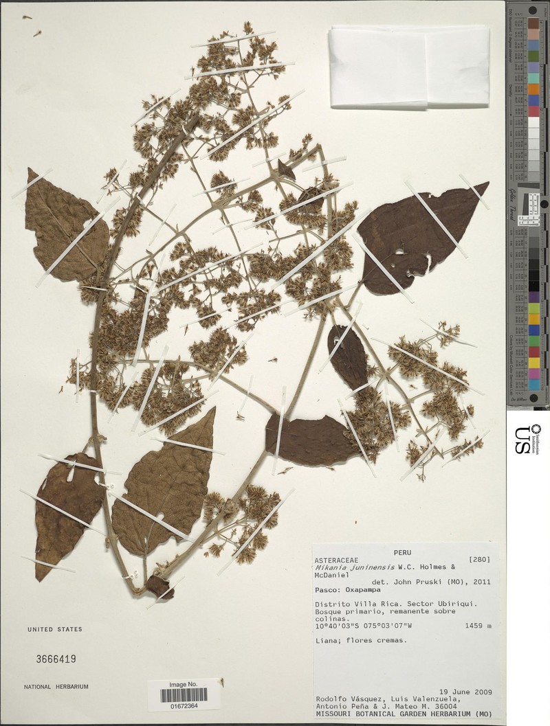 Mikania juninensis
