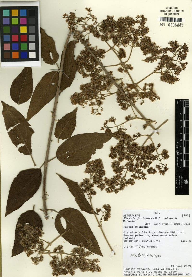 Mikania juninensis photo 2