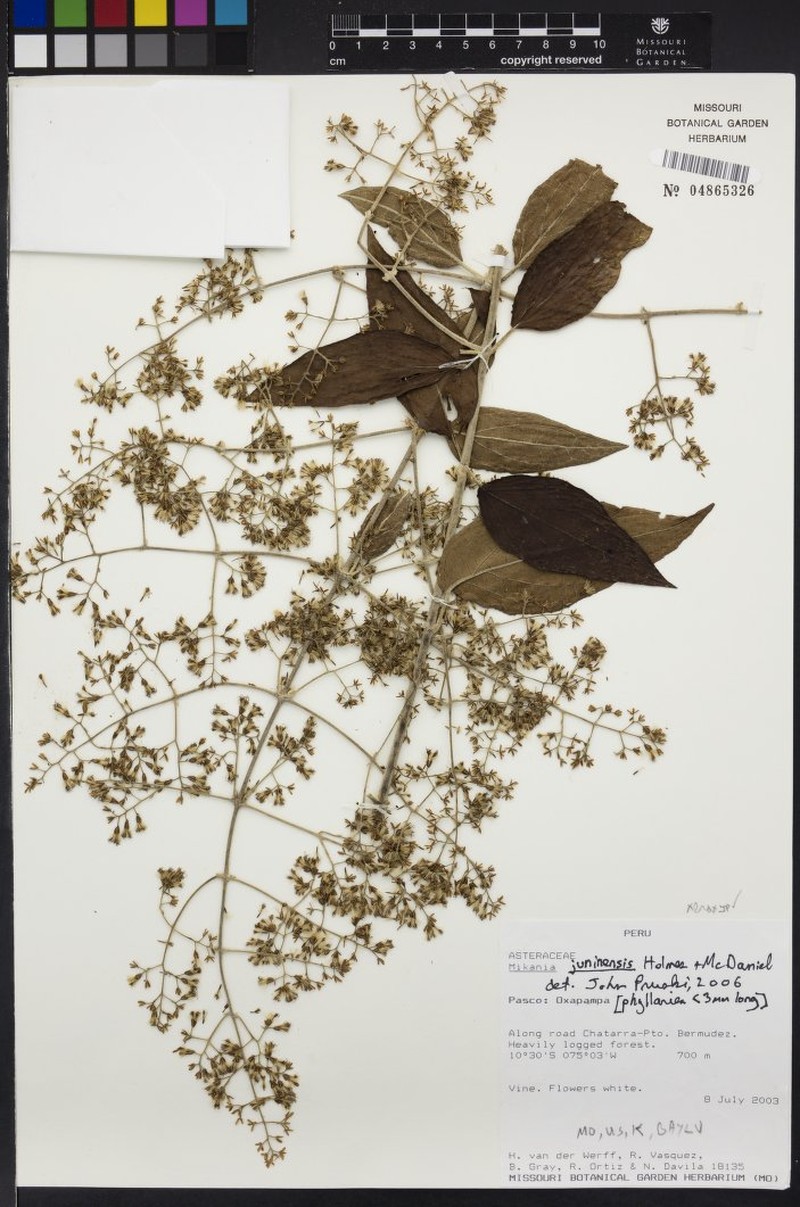 Mikania juninensis photo 3
