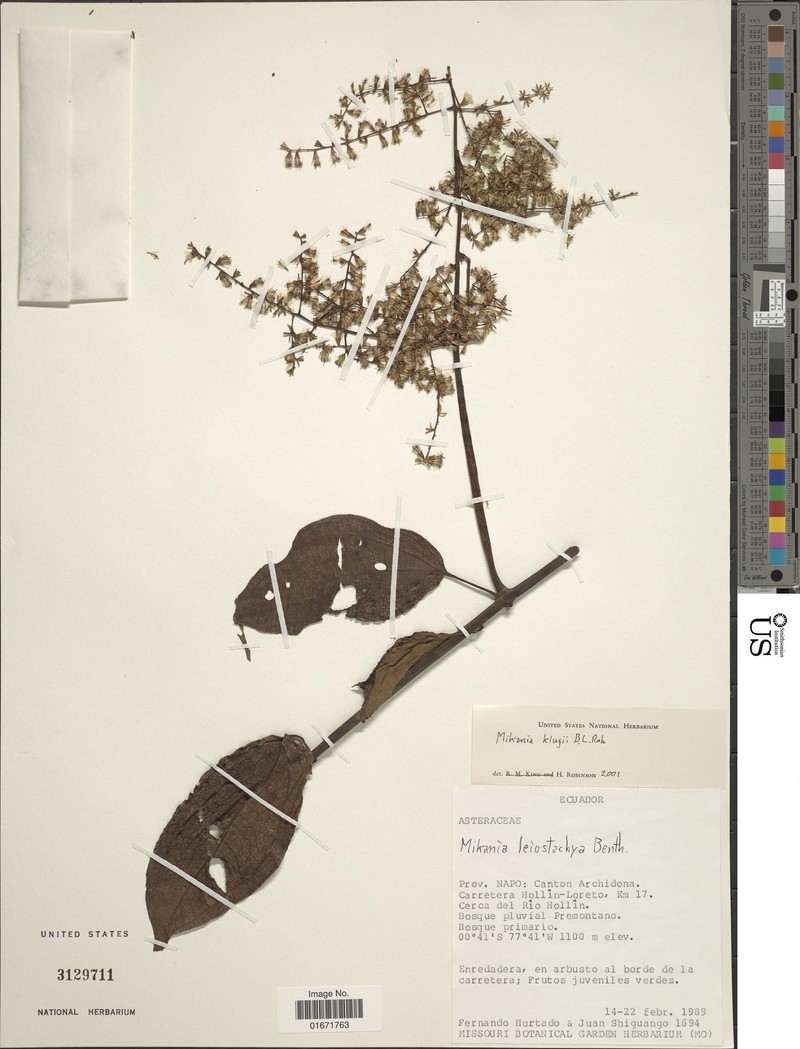 Mikania klugii