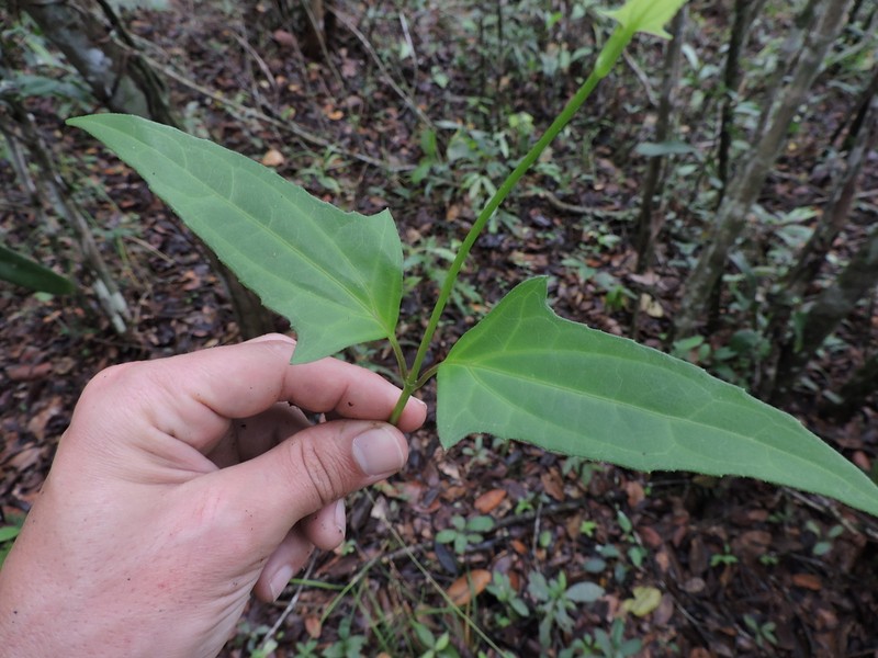 Mikania laevigata