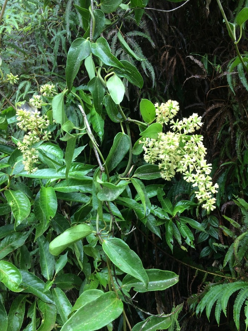 Mikania laevigata photo 2