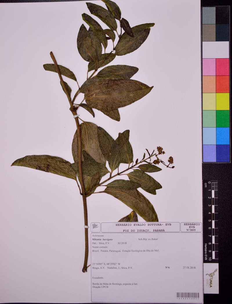 Mikania laevigata photo 3