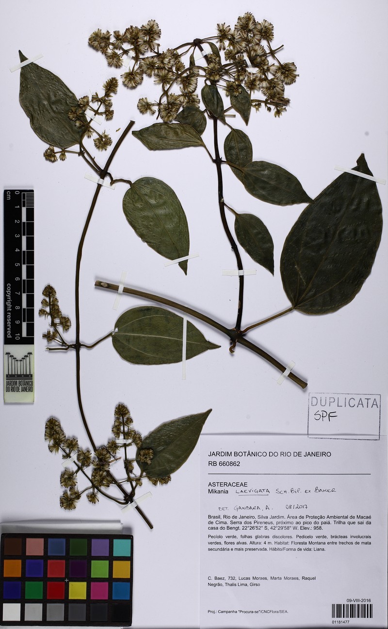 Mikania laevigata photo 4
