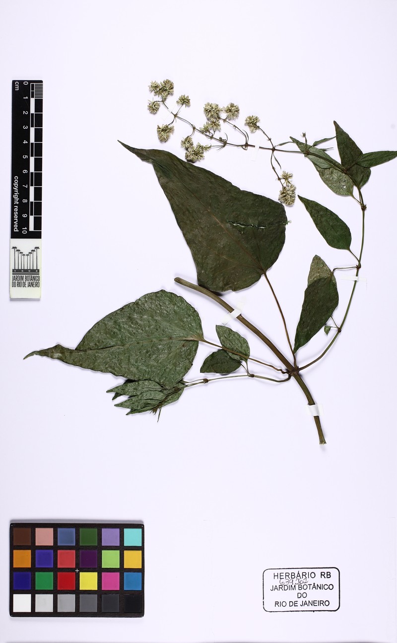 Mikania laevigata photo 5