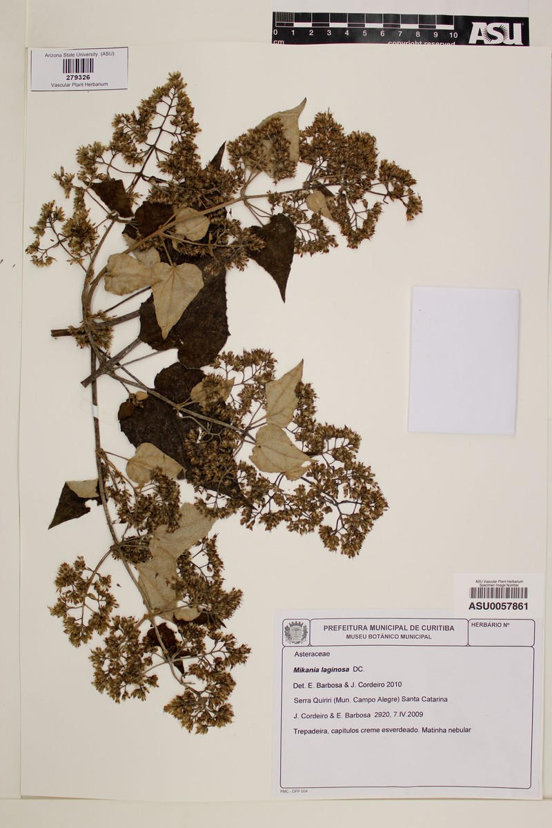 Mikania lagoensis