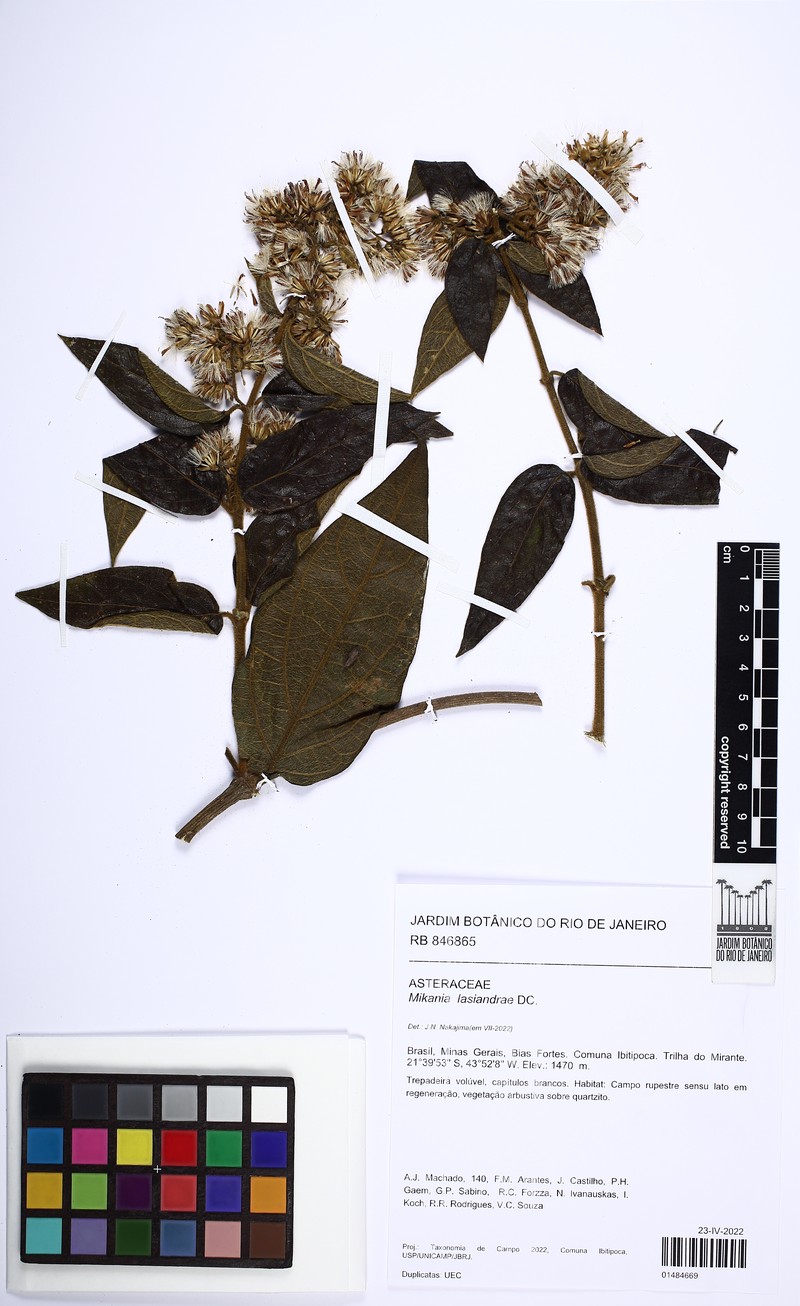 Mikania lasiandrae