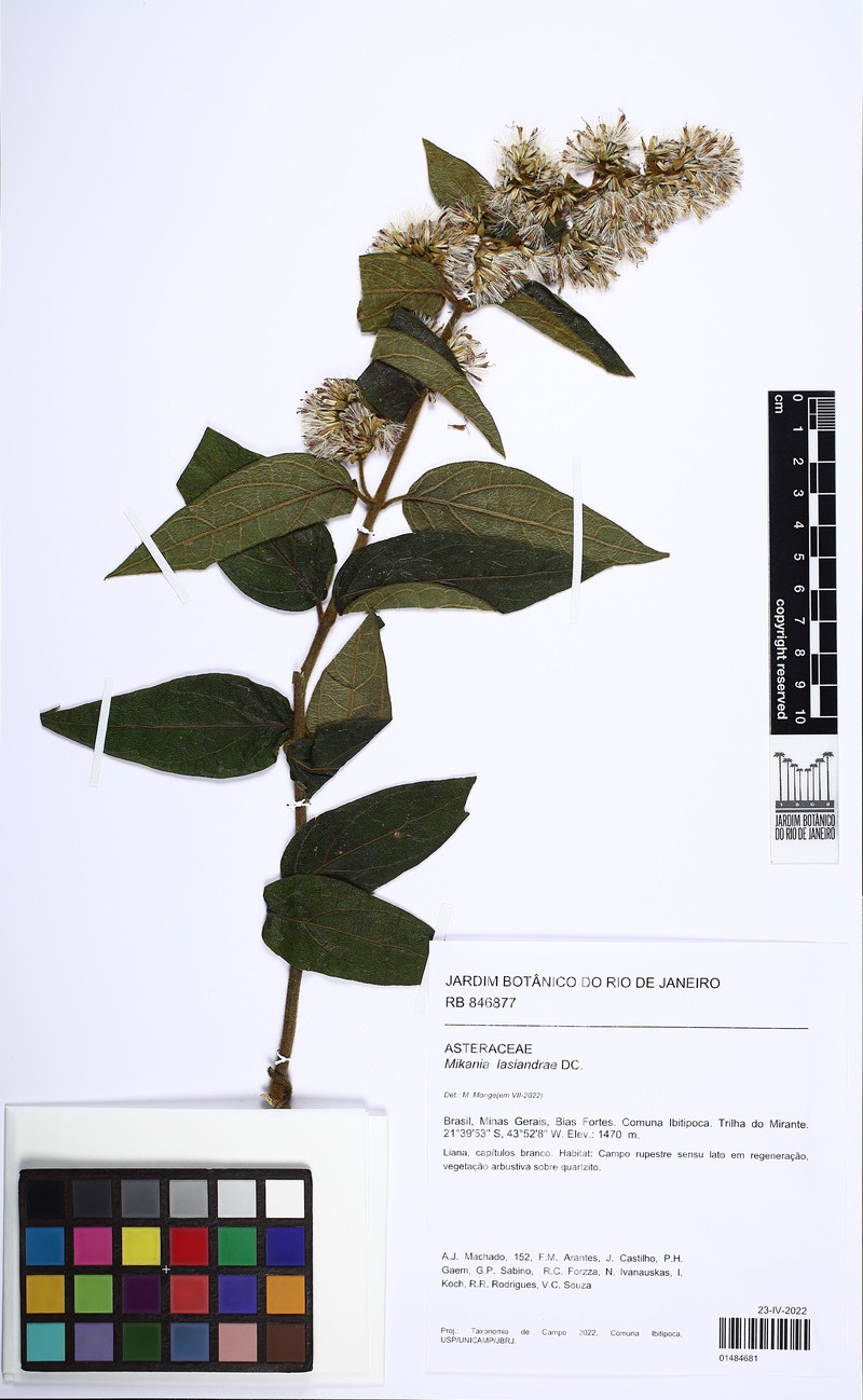 Mikania lasiandrae photo 2