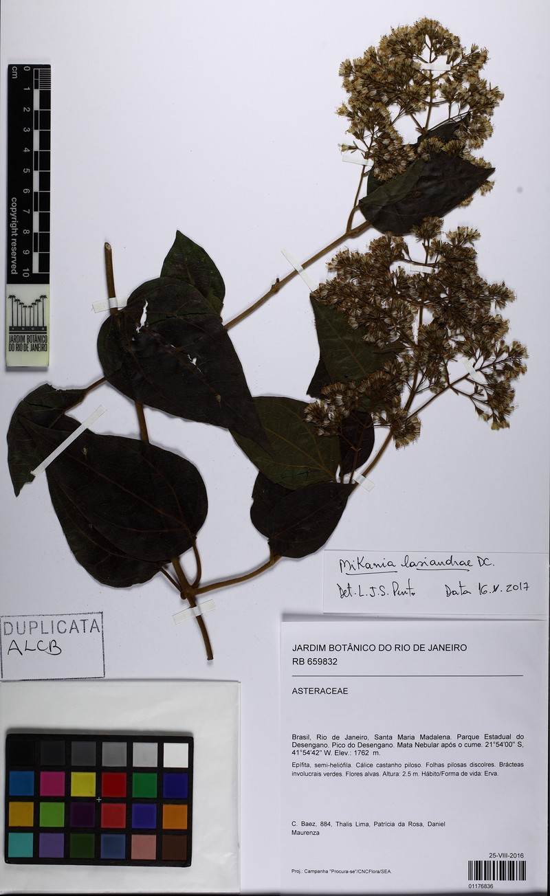 Mikania lasiandrae photo 4