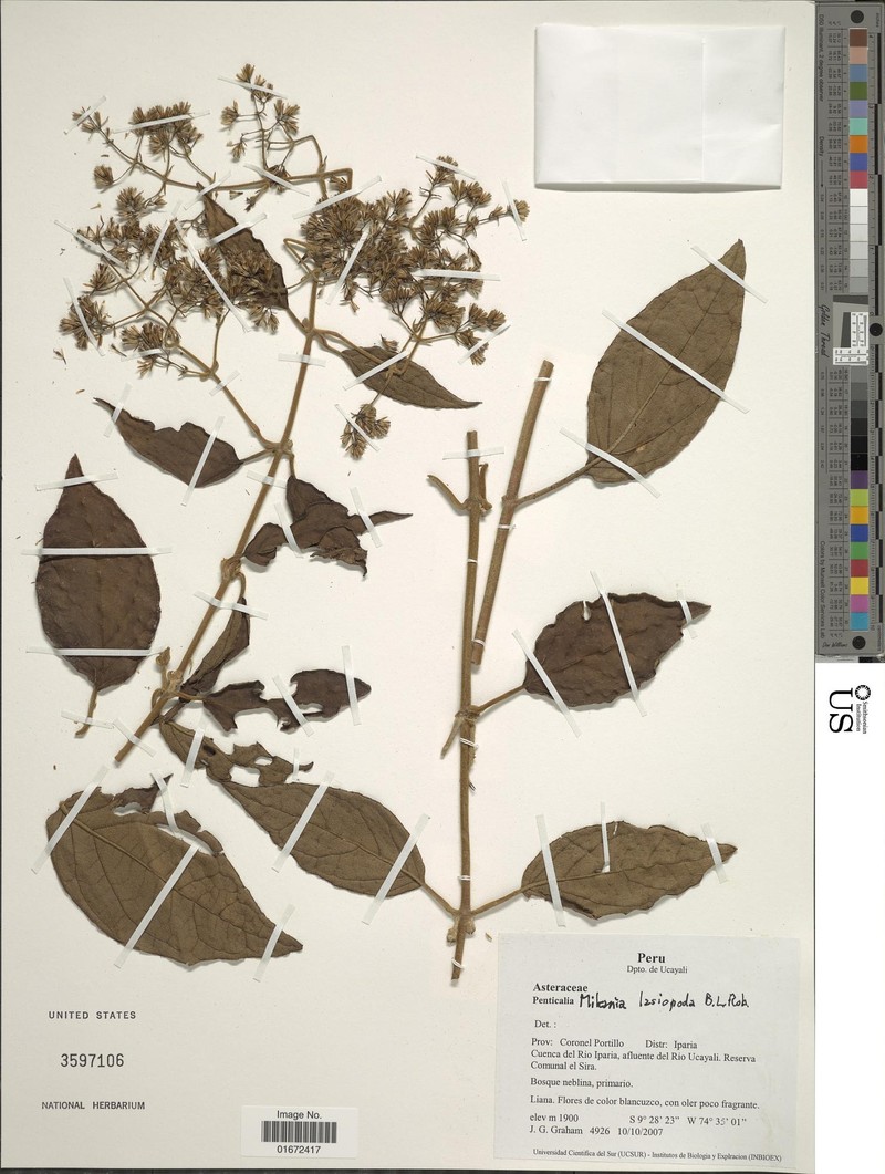 Mikania lasiopoda