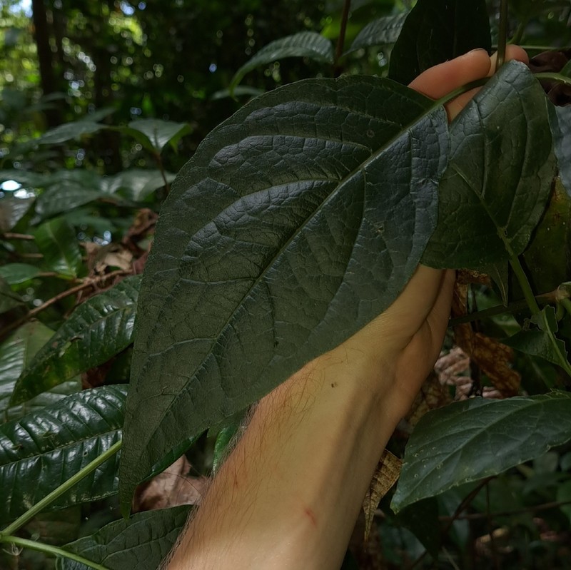 Mikania latifolia