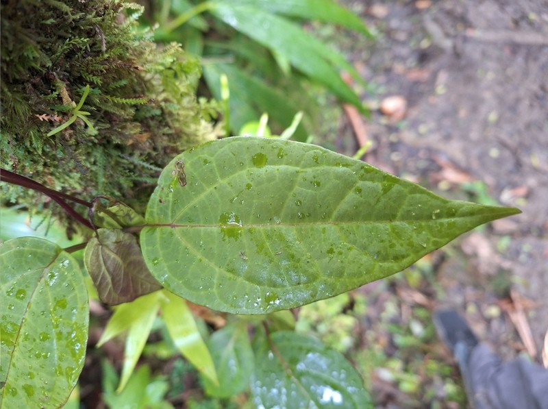 Mikania latifolia photo 2