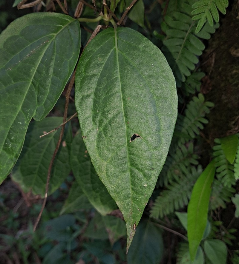 Mikania latifolia photo 3