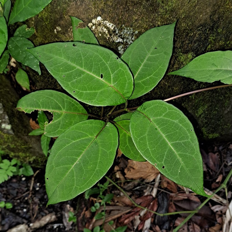 Mikania latifolia photo 5
