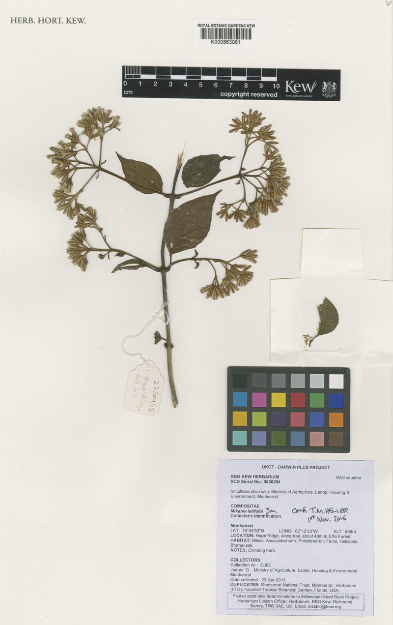 Mikania latifolia photo 6