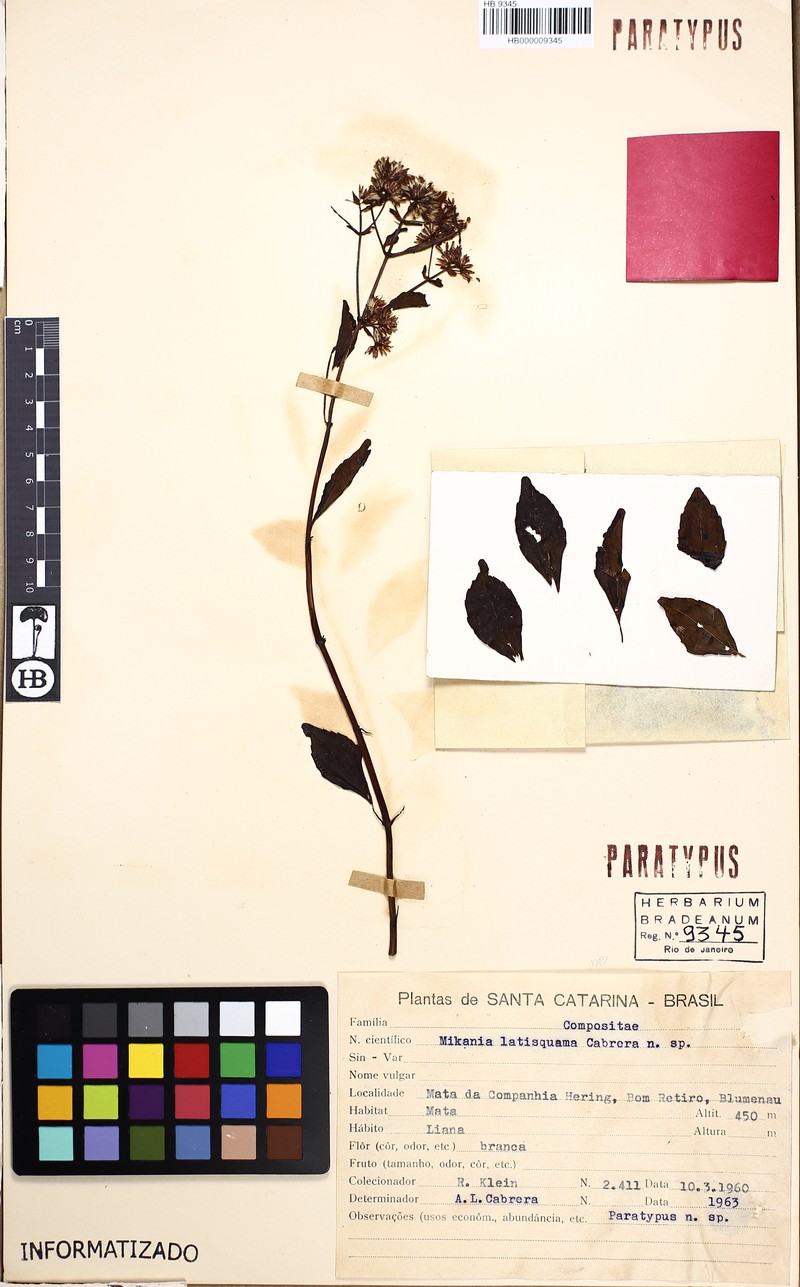 Mikania latisquama