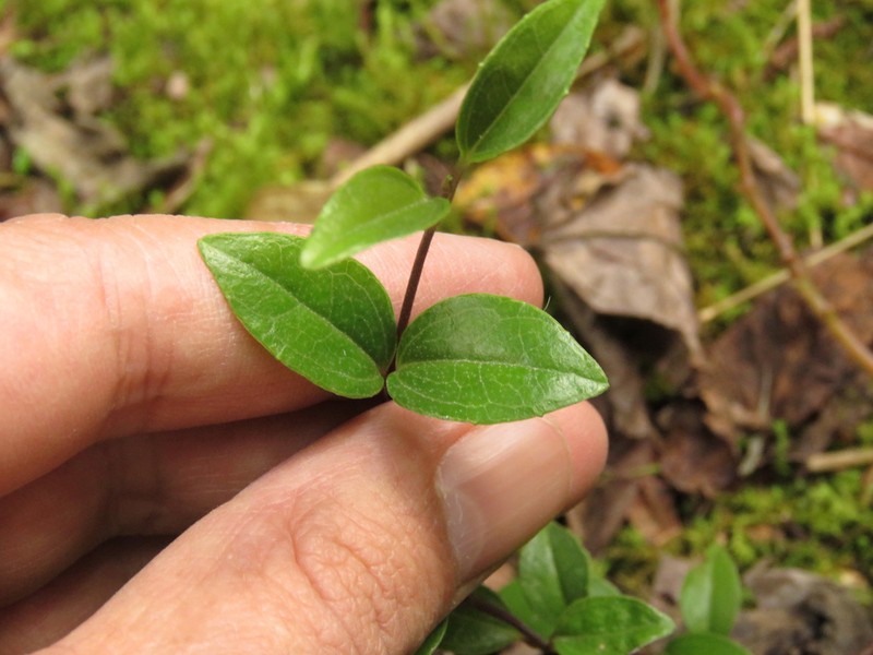 Mikania laurifolia