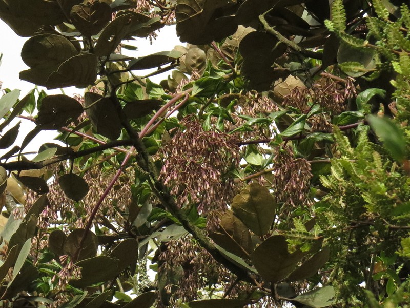 Mikania laurifolia photo 2
