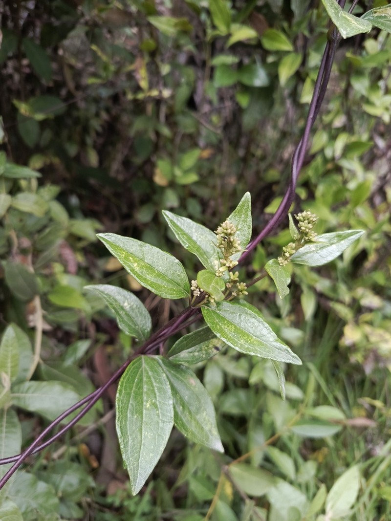 Mikania laurifolia photo 3