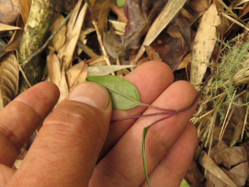 Mikania laurifolia photo 4