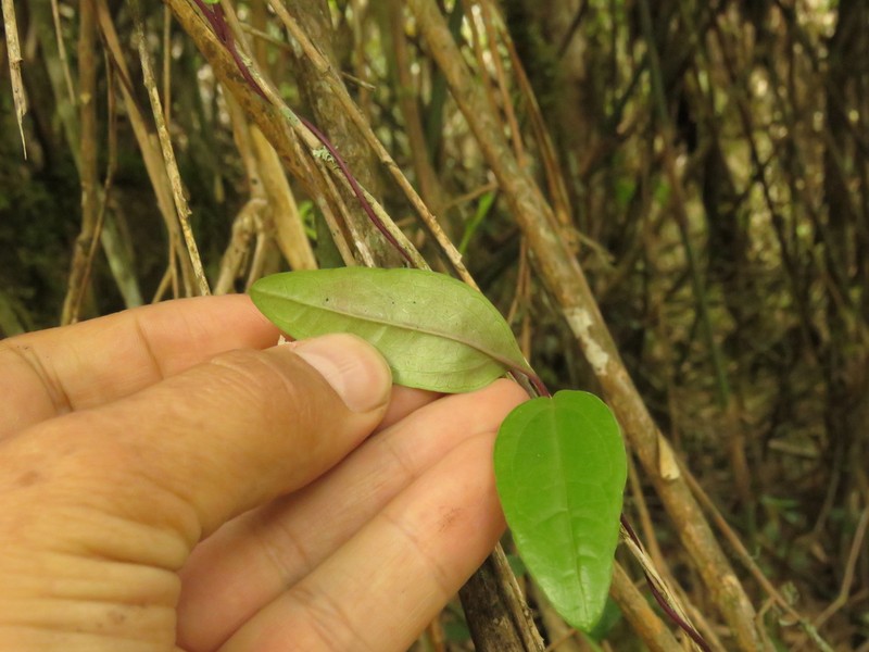 Mikania laurifolia photo 5
