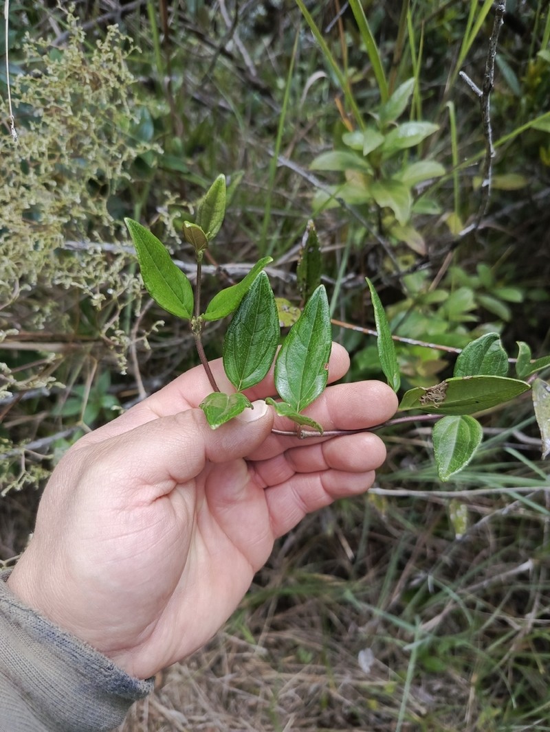 Mikania laurifolia photo 6