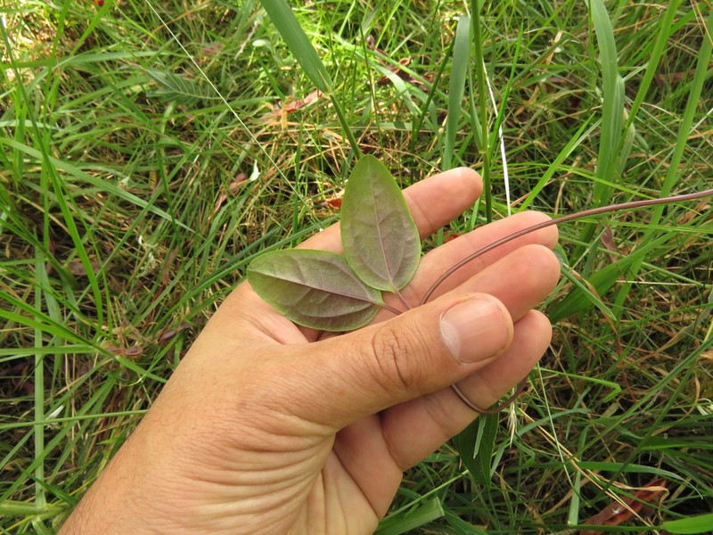 Mikania laurifolia photo 7