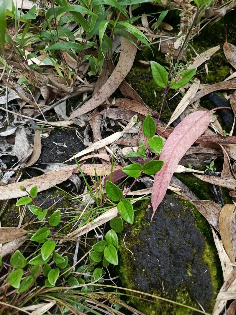 Mikania laurifolia photo 8